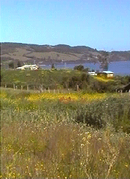 paysages fleuris de l'le d'Apiao