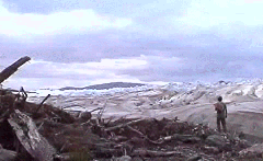 en approchant du glacier Pie XI, nous avons trouv� une v�g�tation broy�e par le glacier, qui est manifestement pass� par l� ...