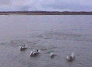 Quelques dauphins jouent dans le sillage d'Ataram