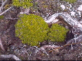 On trouve ce genre de mousses partout, m�me sur d'inhospitaliers cailloux