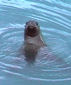 Une otarie vient nous souhaiter les bienvenue